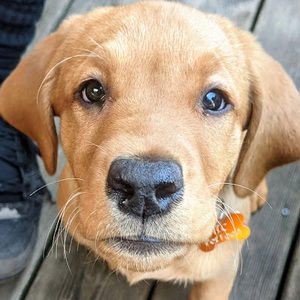 Meet your Posher, Kaley